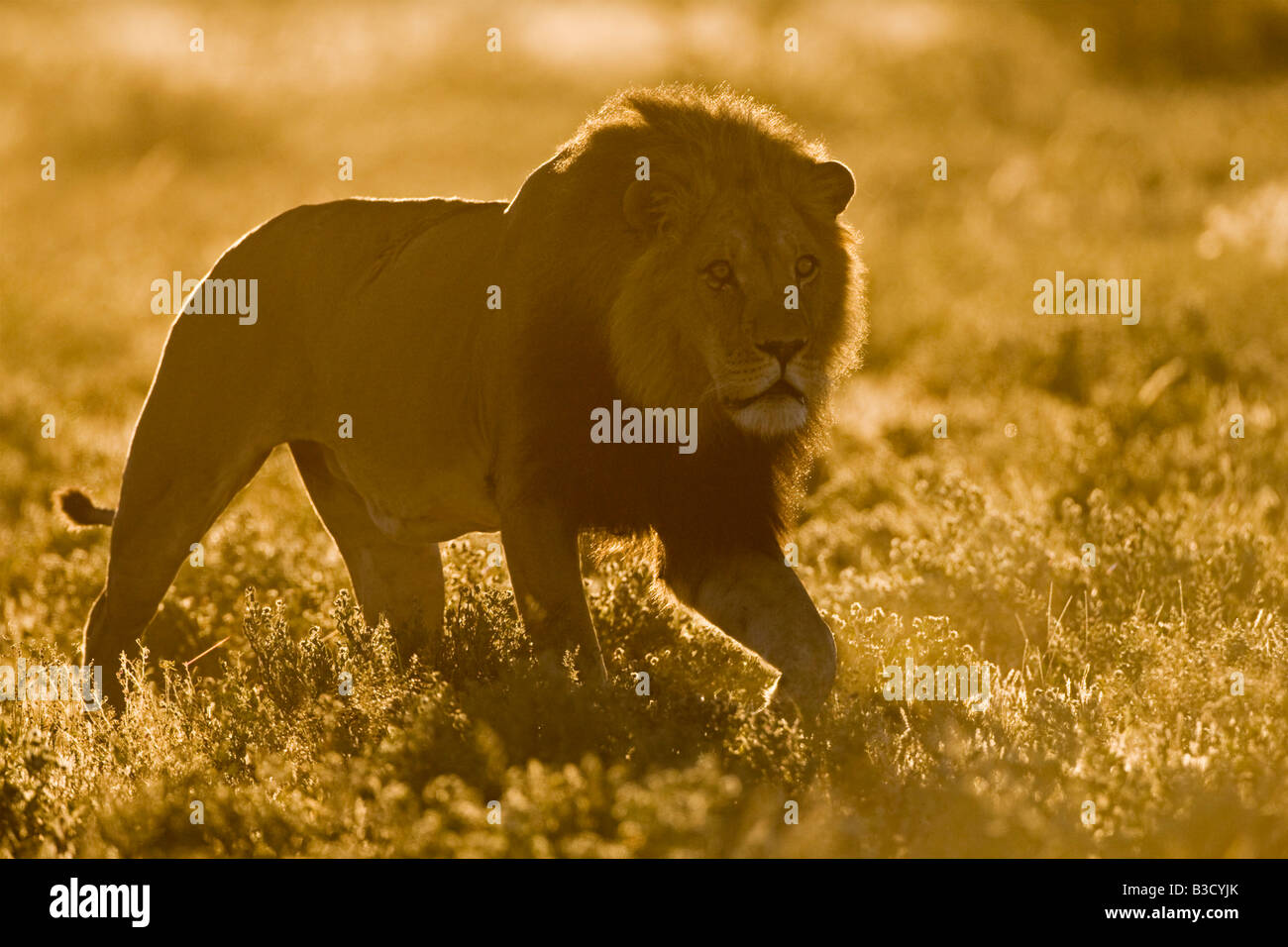 Full body shot male lion hi-res stock photography and images - Alamy