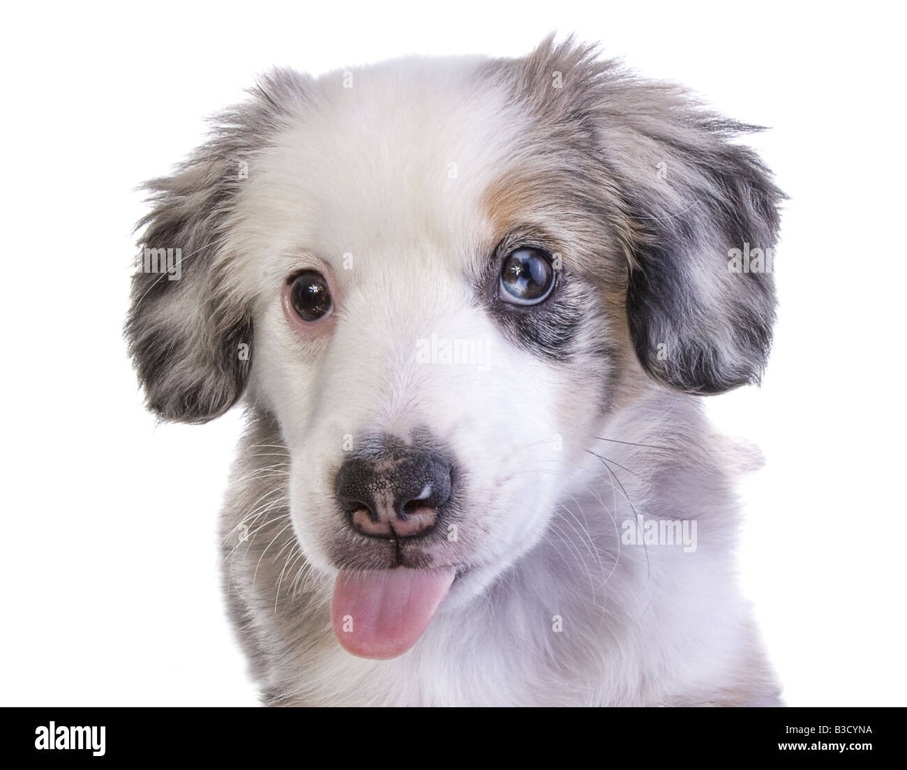 Cute Miniature Australian Shepherd Puppy Sticking Tongue Out Isolated Stock Photo Alamy