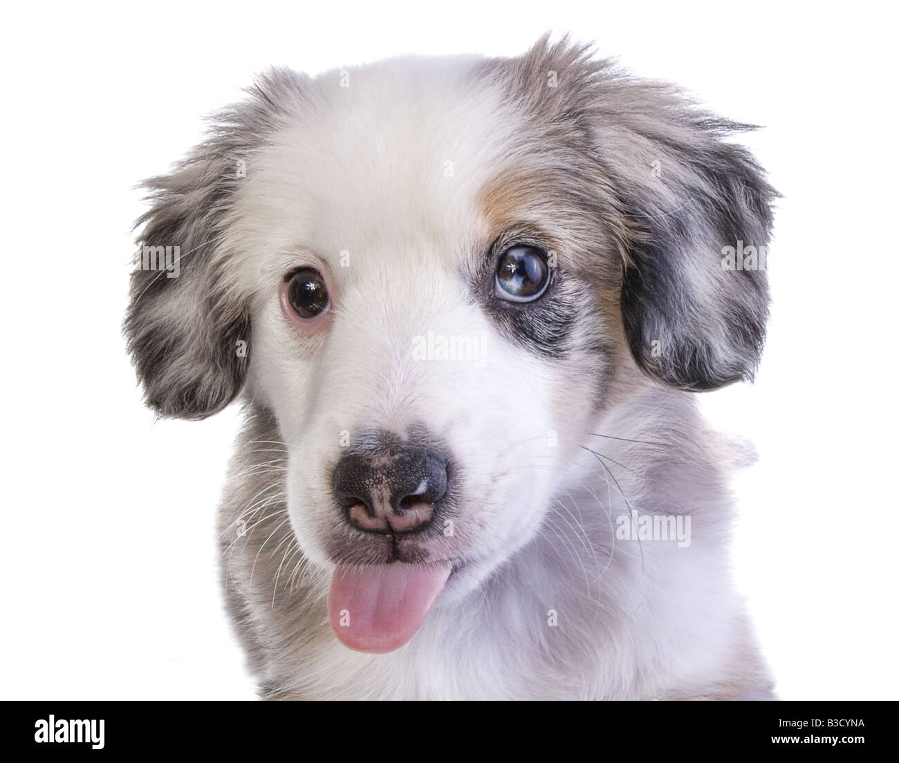 miniature australian shepherd adults