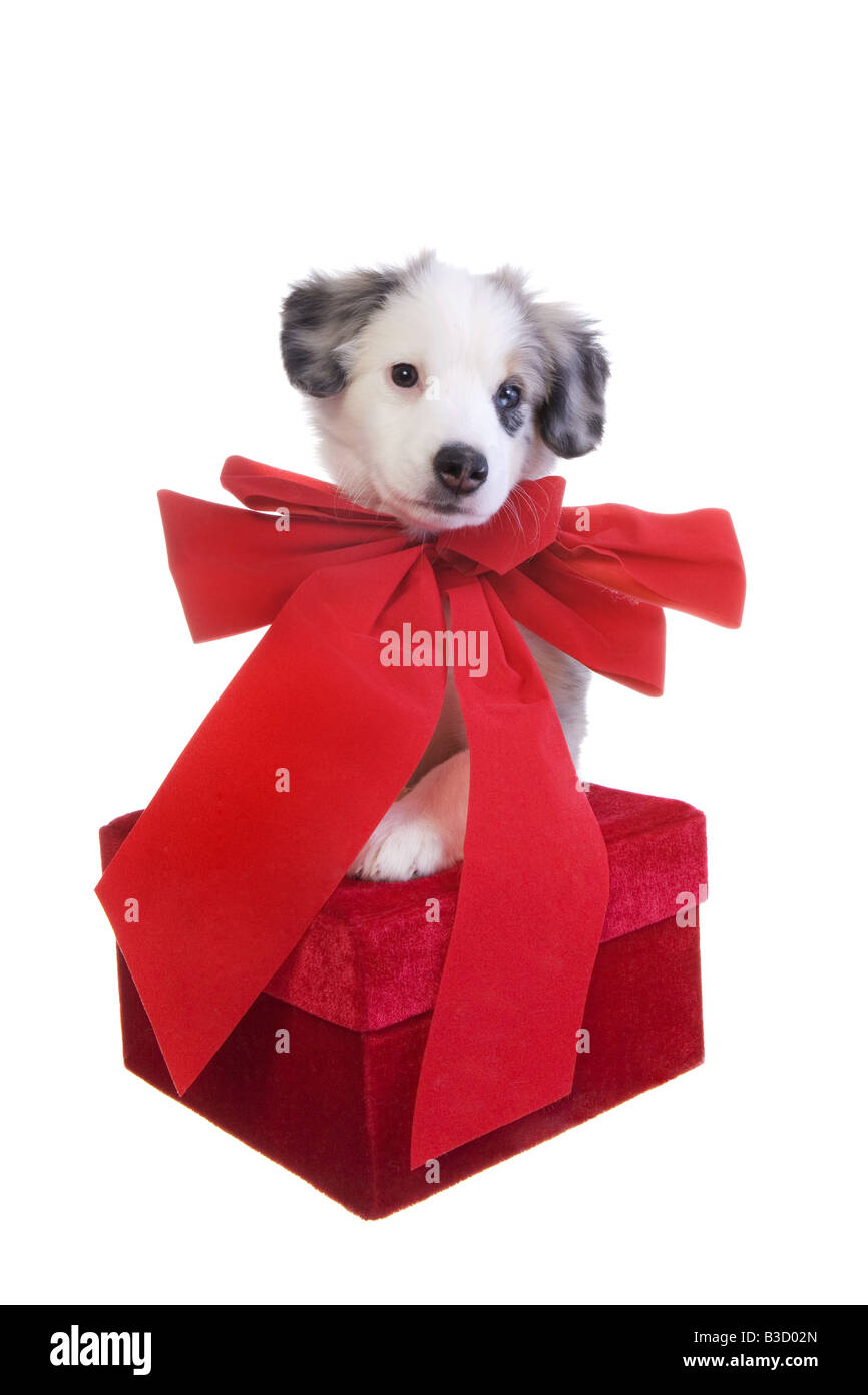 Premium Photo  A puppy in a gift box with a red bow.