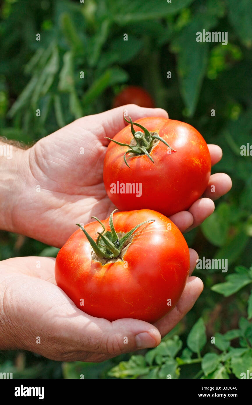 Tomato harvest truck hires stock photography and images Alamy