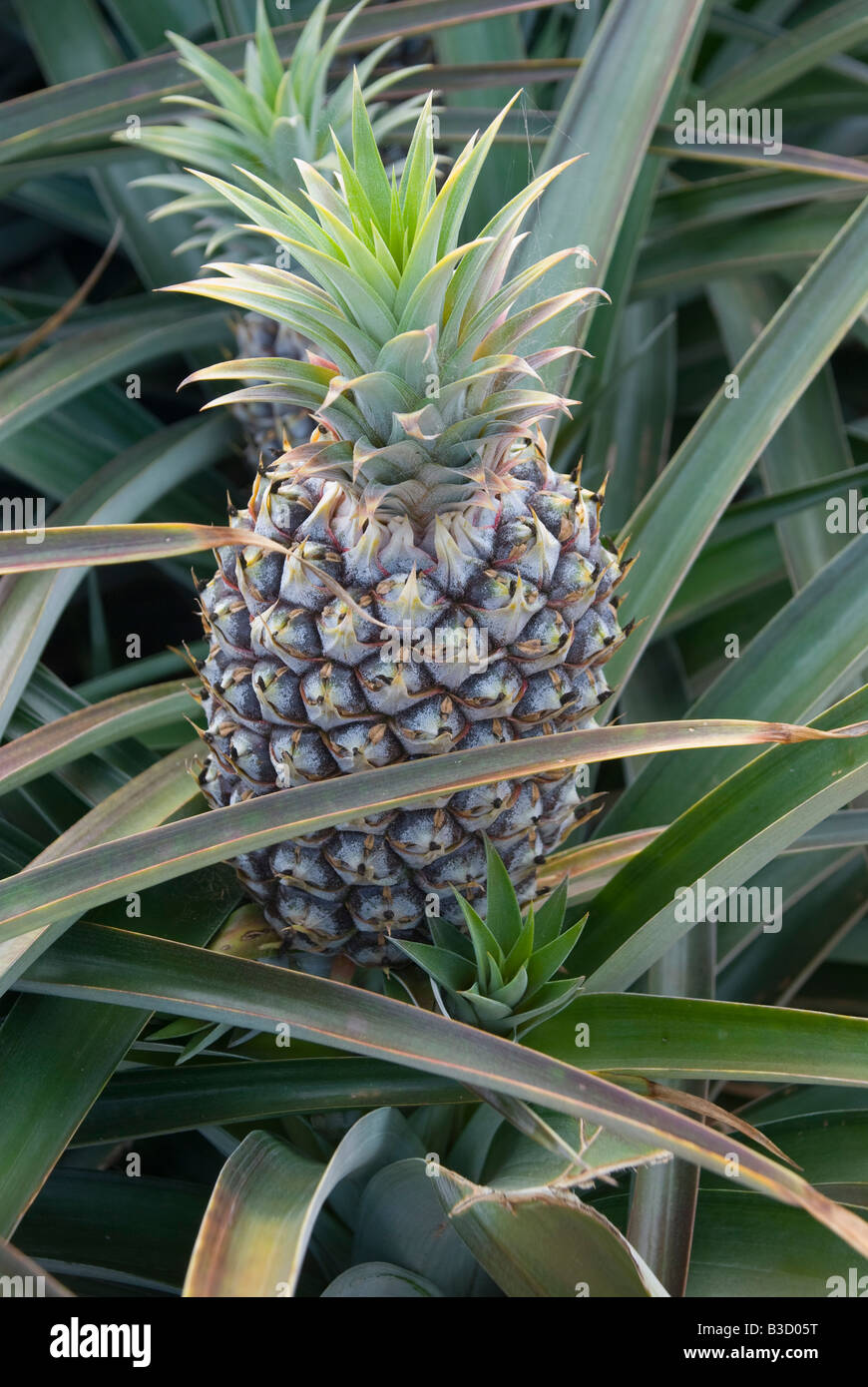Pineapples growing in Queensland Australia Stock Photo