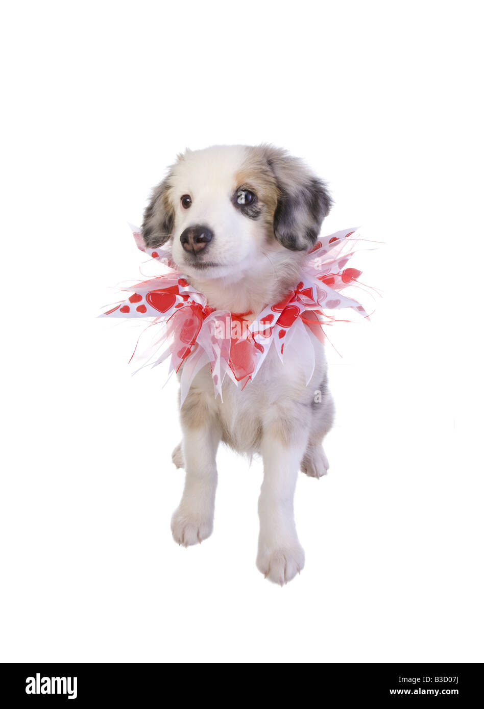 cute mini aussie puppies