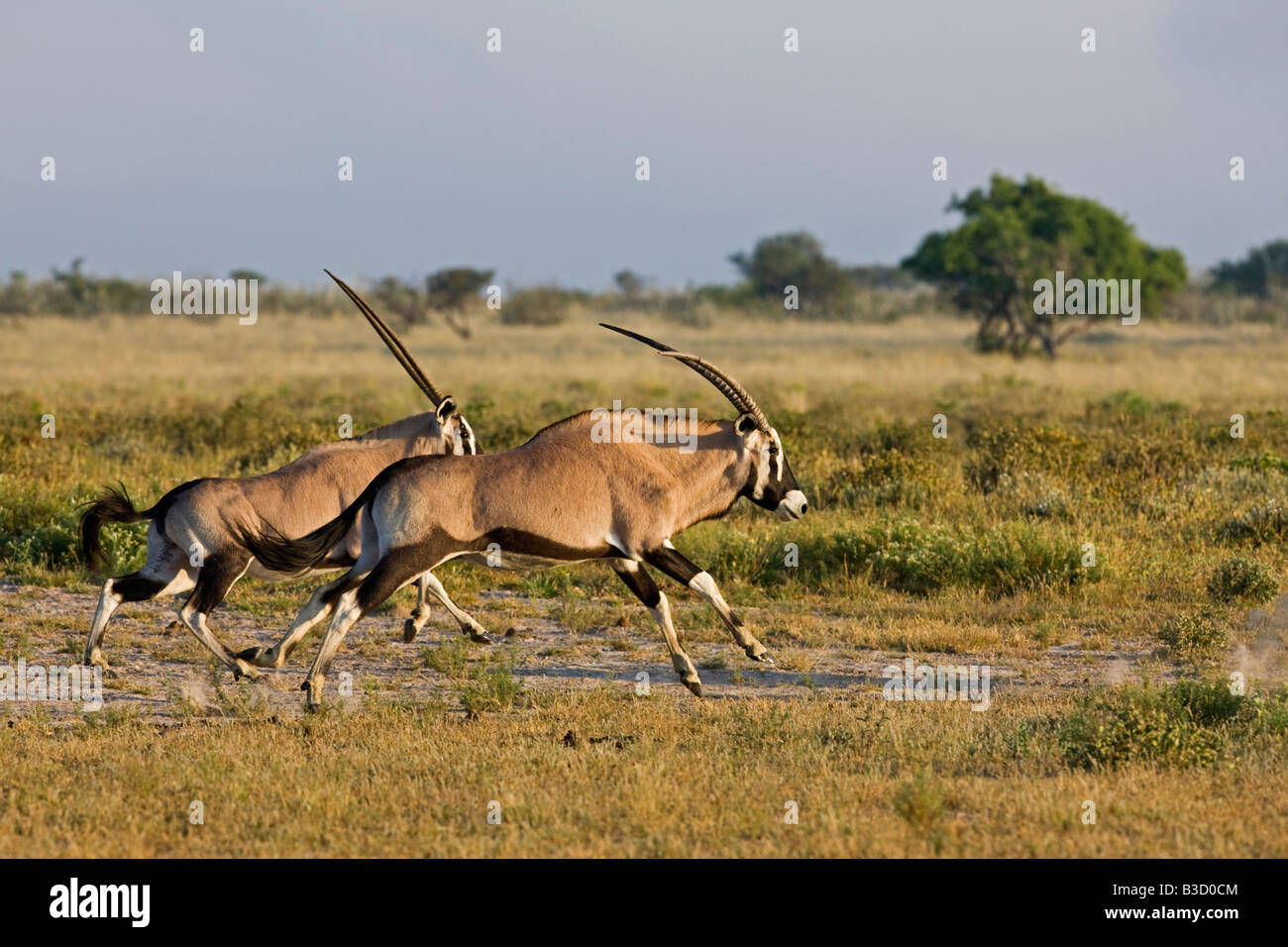 Africa, Botswana,Oryx Herd (Oryx gazella) Stock Photo