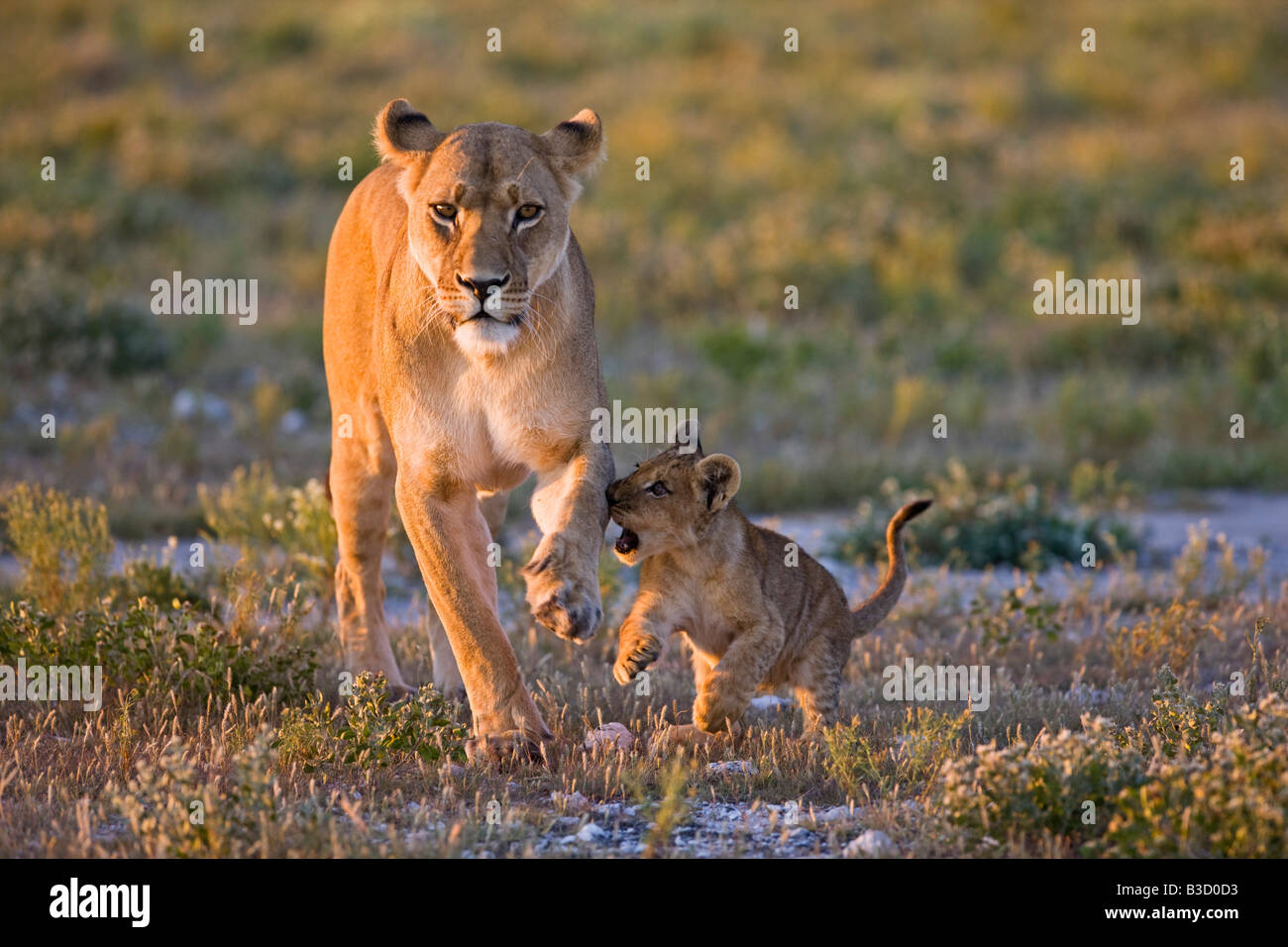 Africa, Botswana, Lioness (Panthera leo) and cub Stock Photo - Alamy