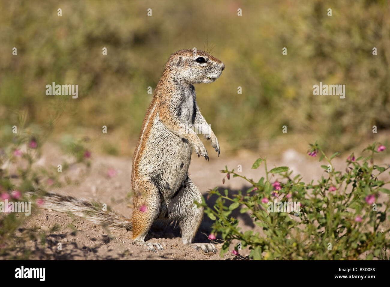 Animals without legs hi-res stock photography and images - Alamy Animals without legs hi-res stock photography and images - Alamy