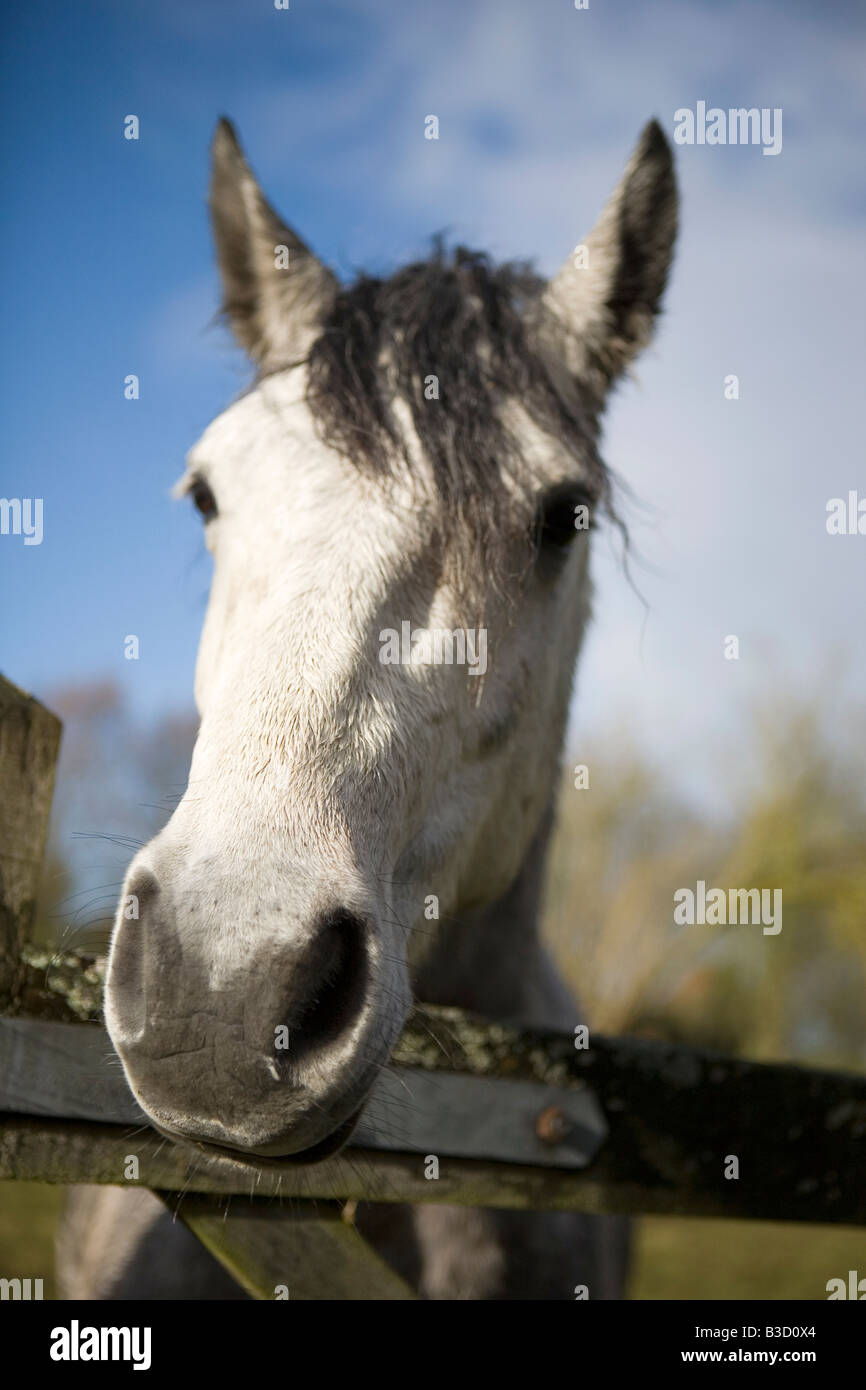 Horse High Resolution Stock Photography and Images Alamy