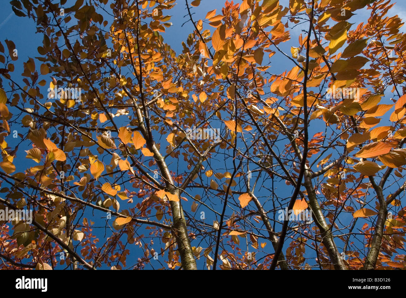 Copper coloured beech tree hires stock photography and images Alamy