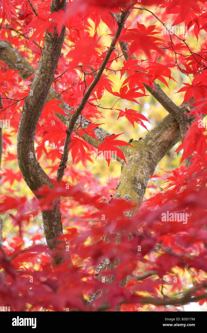 Japanese maple tree (Acer palmatum), closeup Stock Photo Alamy