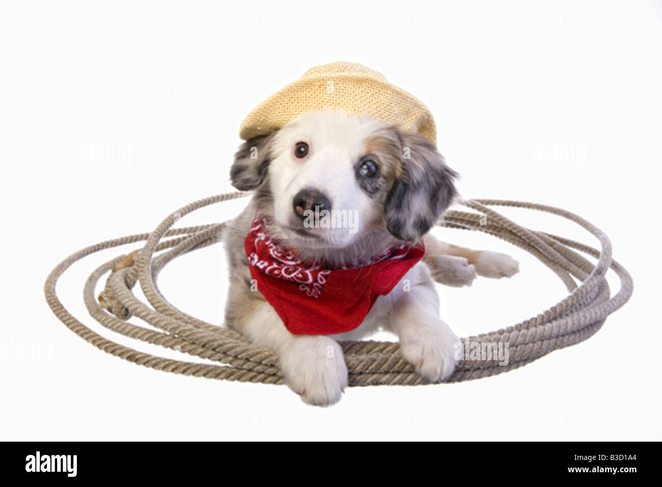 Cute western miniature Australian Shepherd puppy wearing cowboy