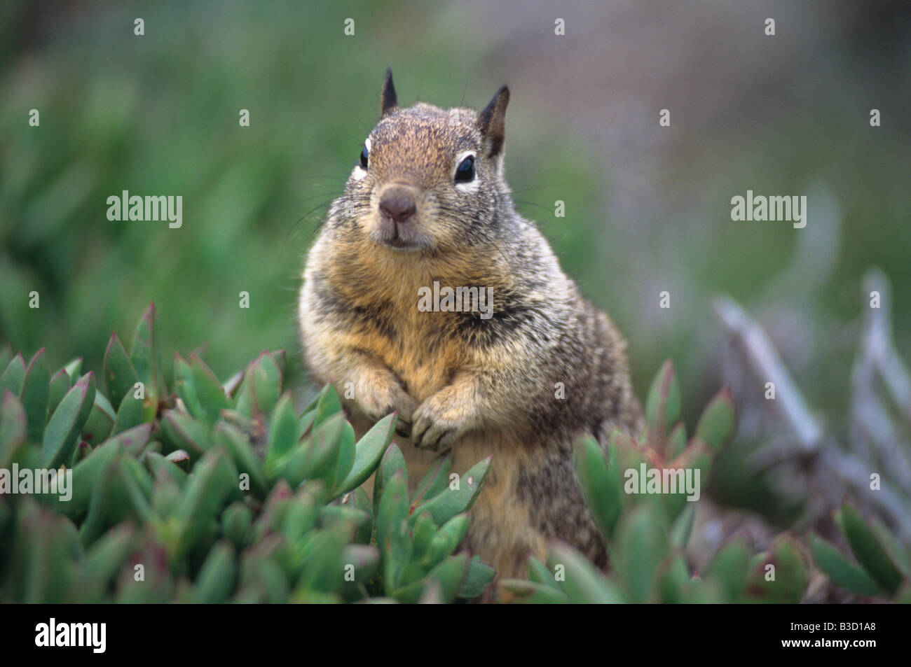 Cheeky Squirrel Stock Photo