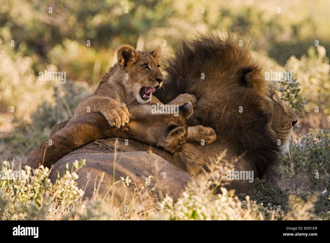 Africa, Botswana, Adult male lion (Panthera leo) and cub Stock Photo