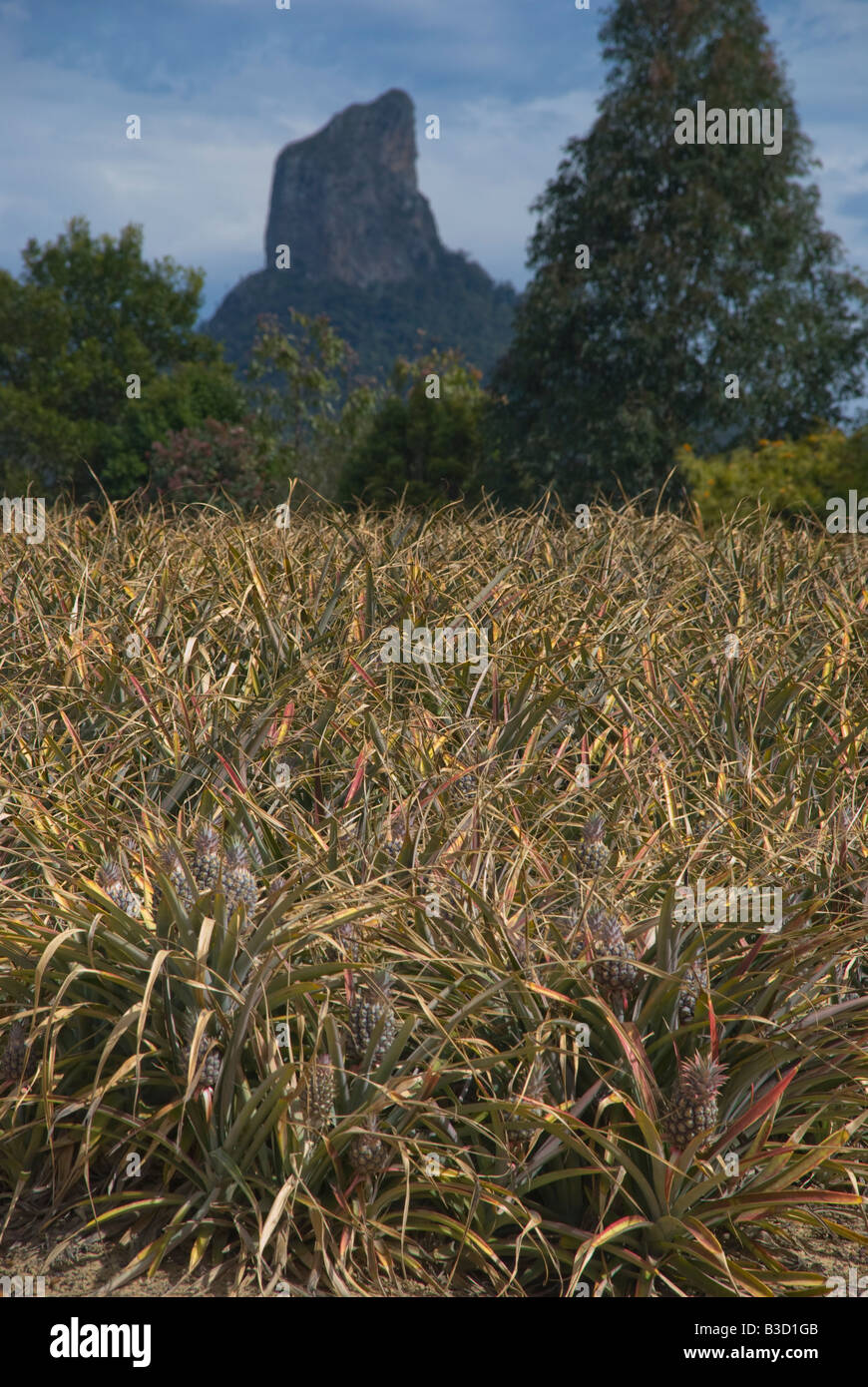 Pineapples growing in Queensland Australia against a backdrop of the Glasshouse Mountains Stock Photo