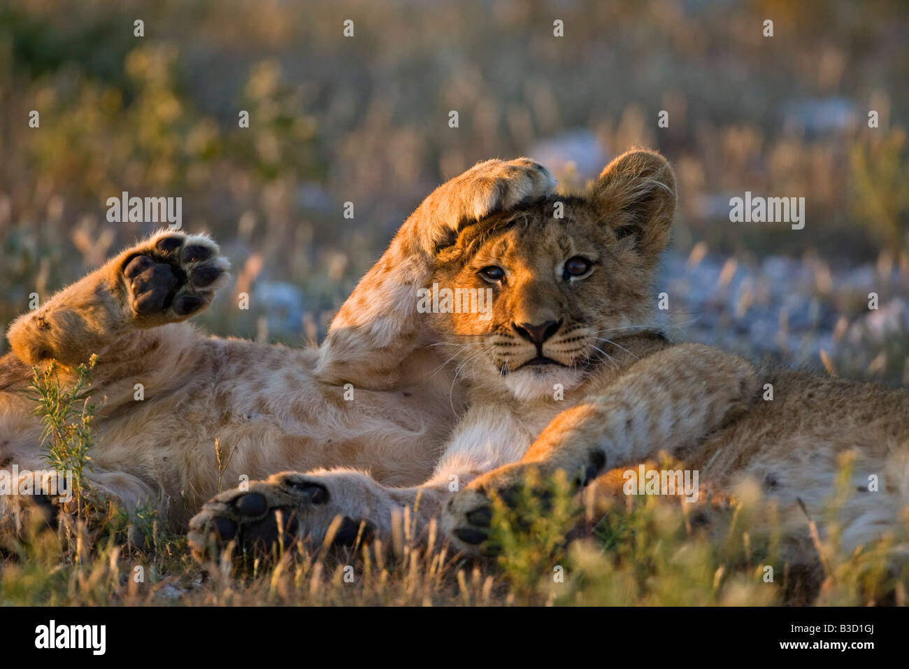 Africa, Botswana, Two lion cubs (Panthera leo Stock Photo - Alamy