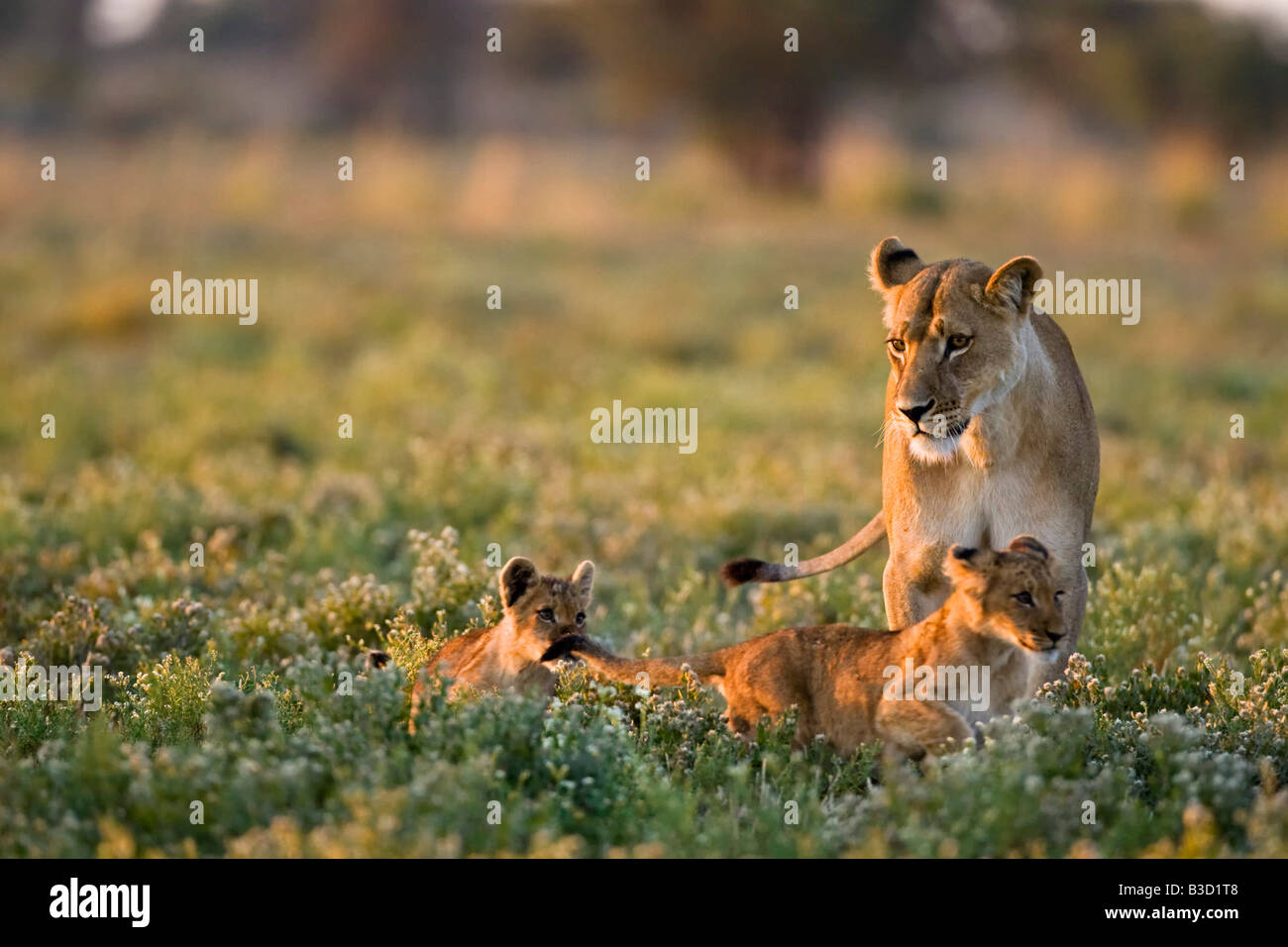 Playful lioness panthera leo hi-res stock photography and images - Alamy