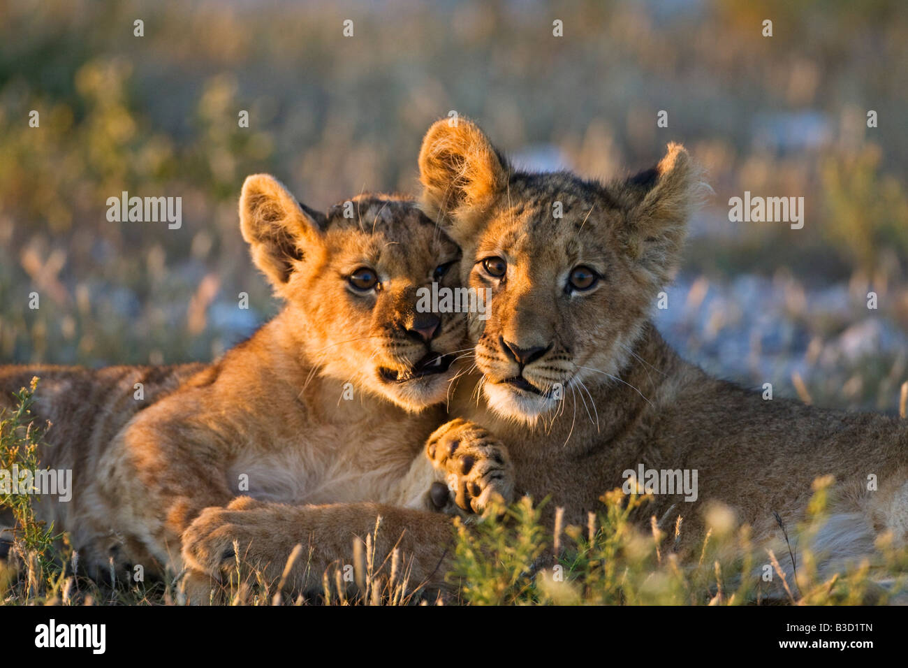 Africa, Botswana, Two lion cubs (Panthera leo Stock Photo - Alamy