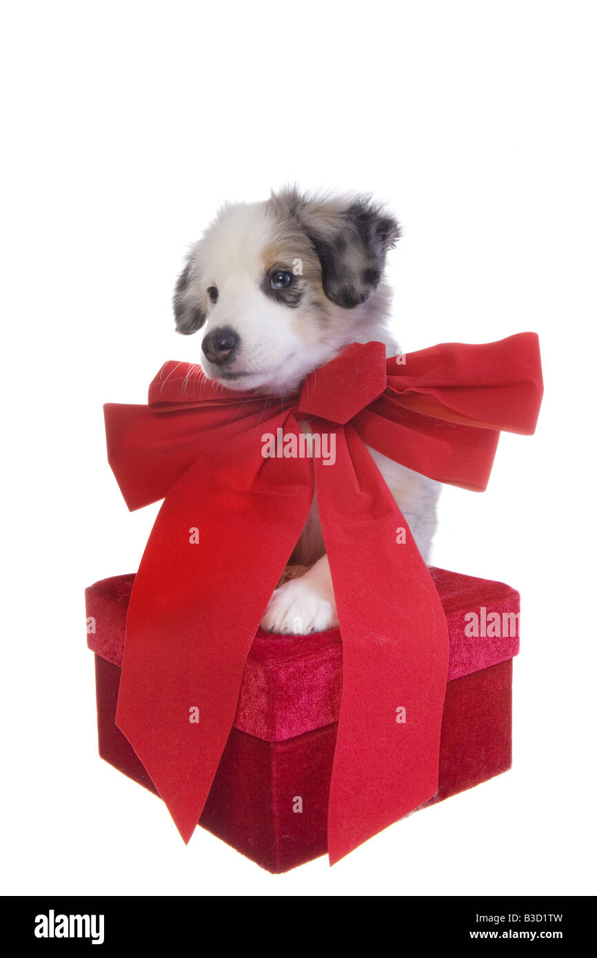 big red bow for dog