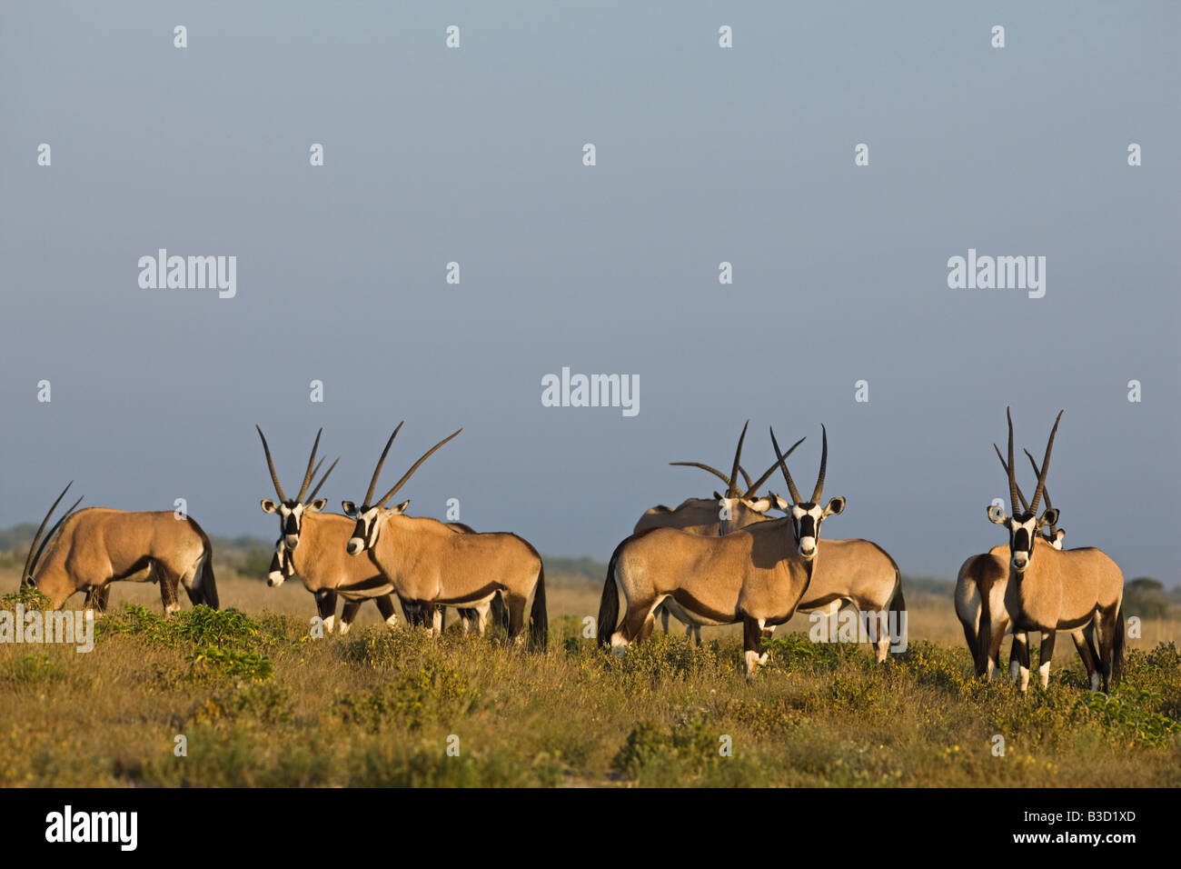 South Africa Wildlife Herds View Hi res Stock Photography And Images South Africa Wildlife Herds View Hi res Stock Photography And Images