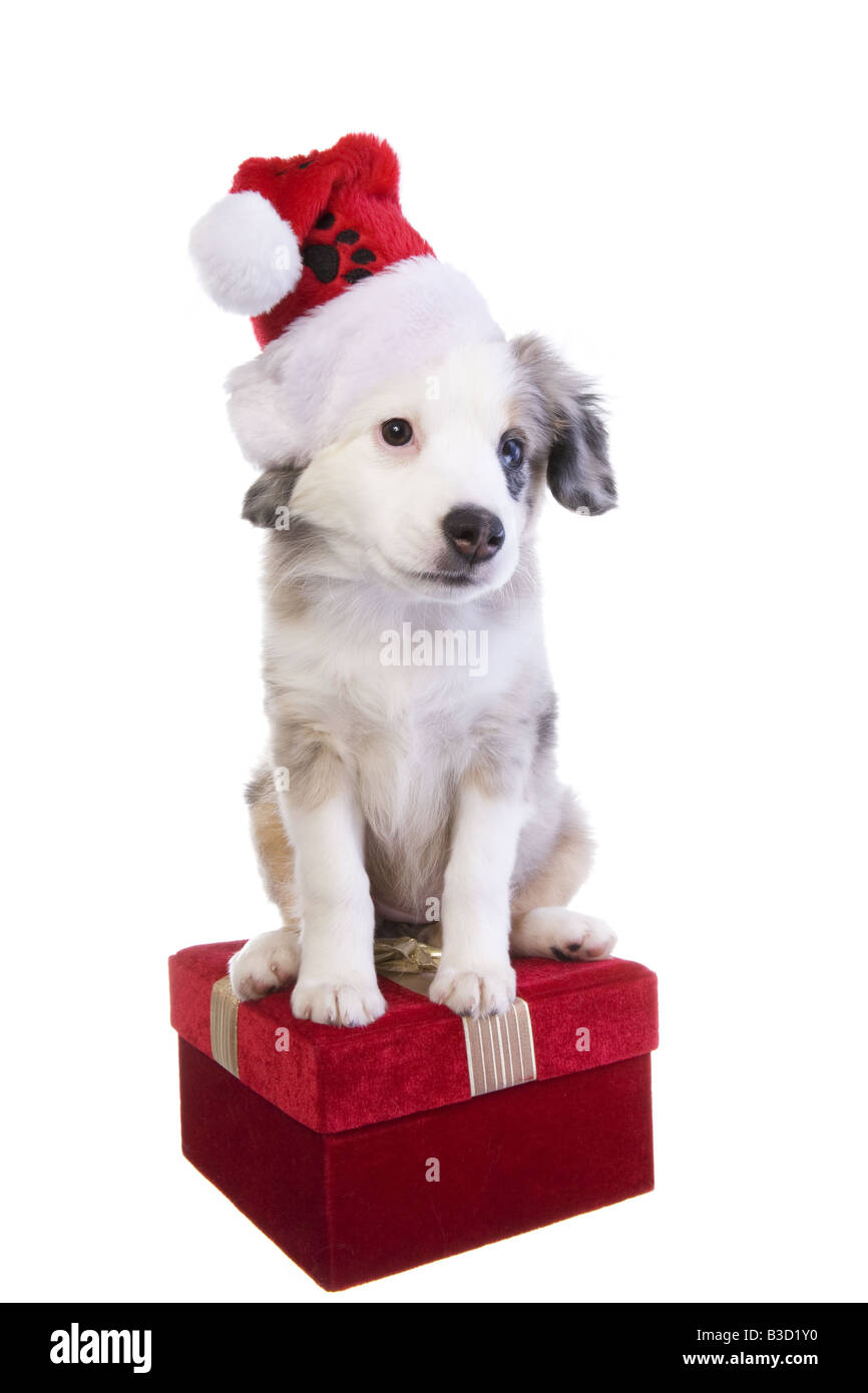 Cute Christmas Australian Shepherd puppy wearing Christmas hat on red