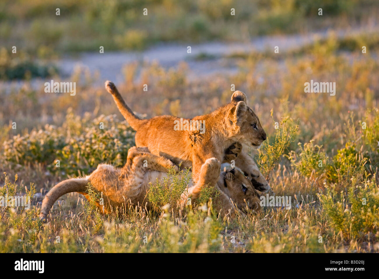 Africa, Botswana, Two lion cubs (Panthera leo) playing Stock Photo