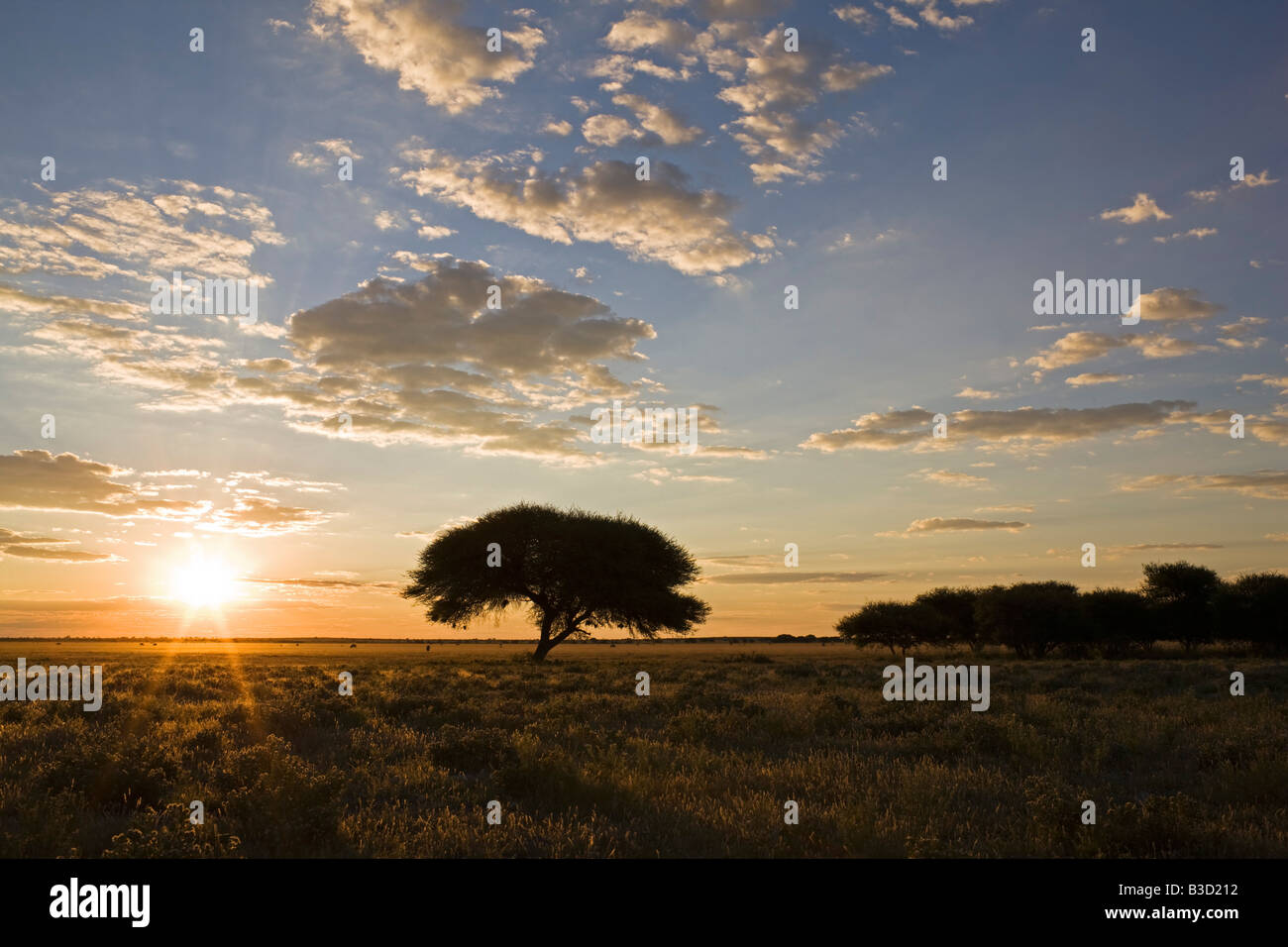 Umbrella thorn acacia umbrella acacia tortilis at sunset hires stock