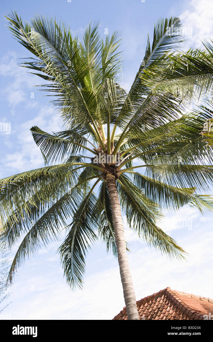Asia, Indonesia, Bali, Palm tree Stock Photo Alamy