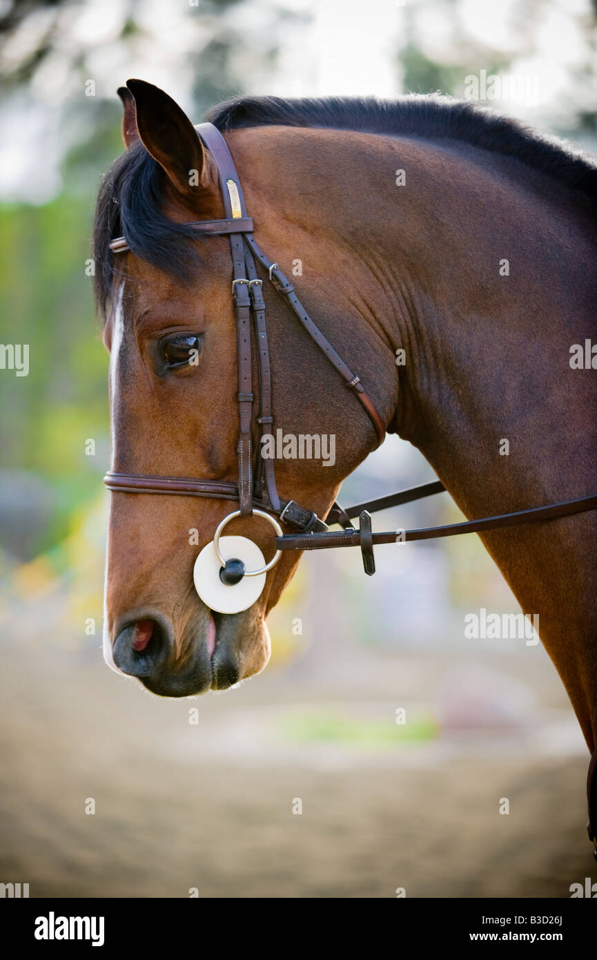 Brown horse with bridle, closeup Stock Photo 19341466 Alamy