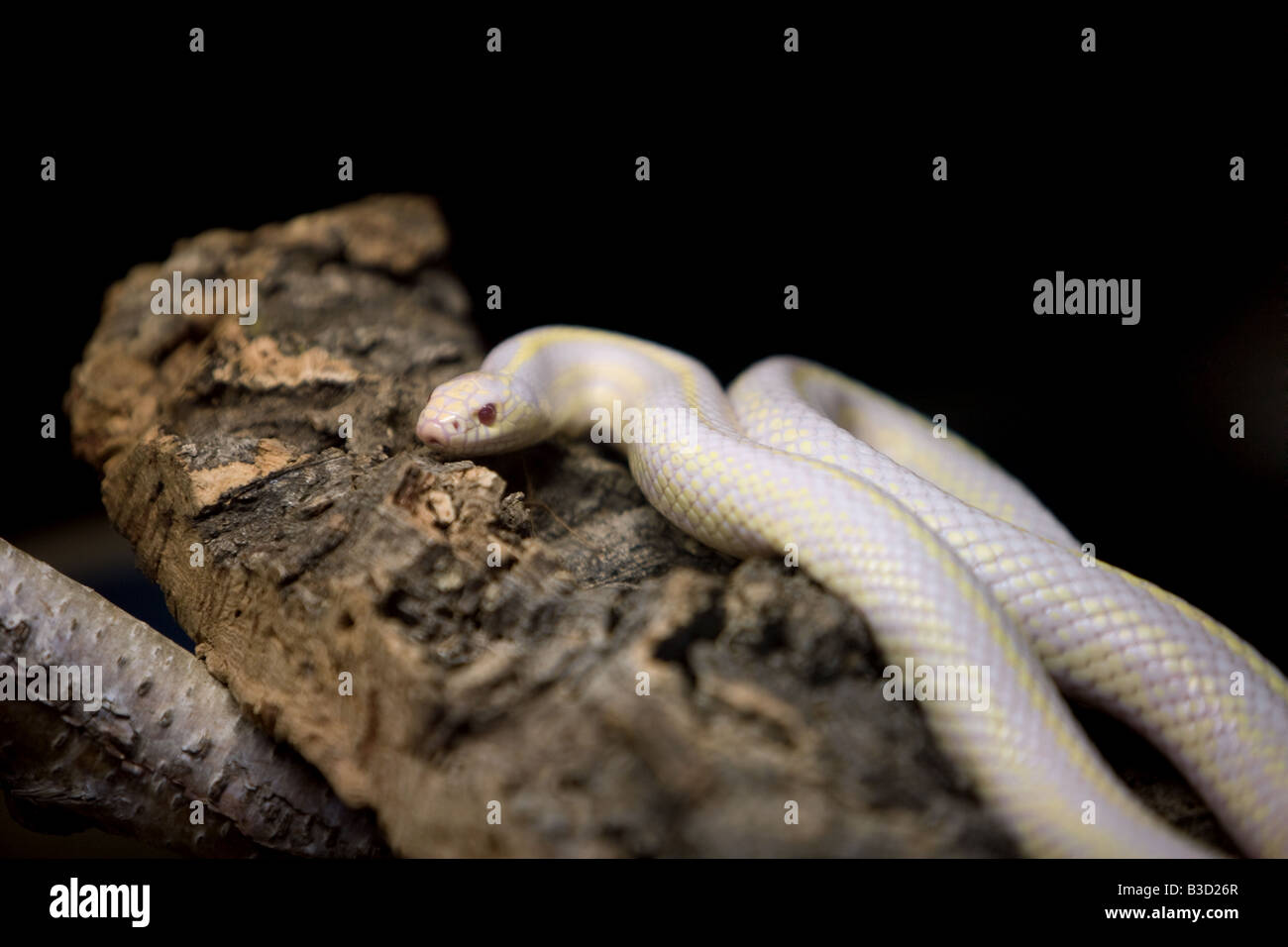 Albino California Kingsnake Stock Photo