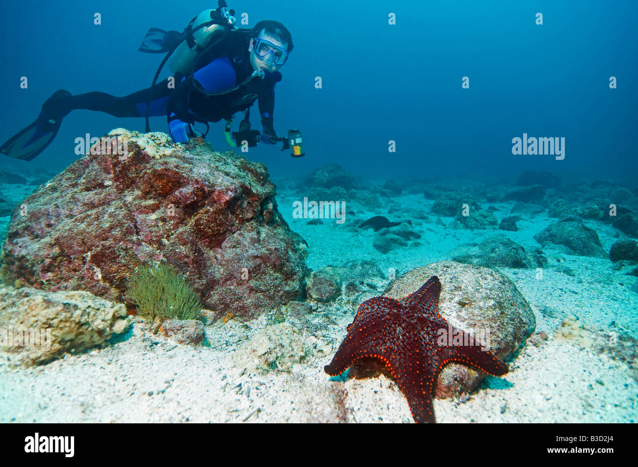 Galapagos Islands, Ecuador, Scuba diver and starfish Stock Photo Alamy
