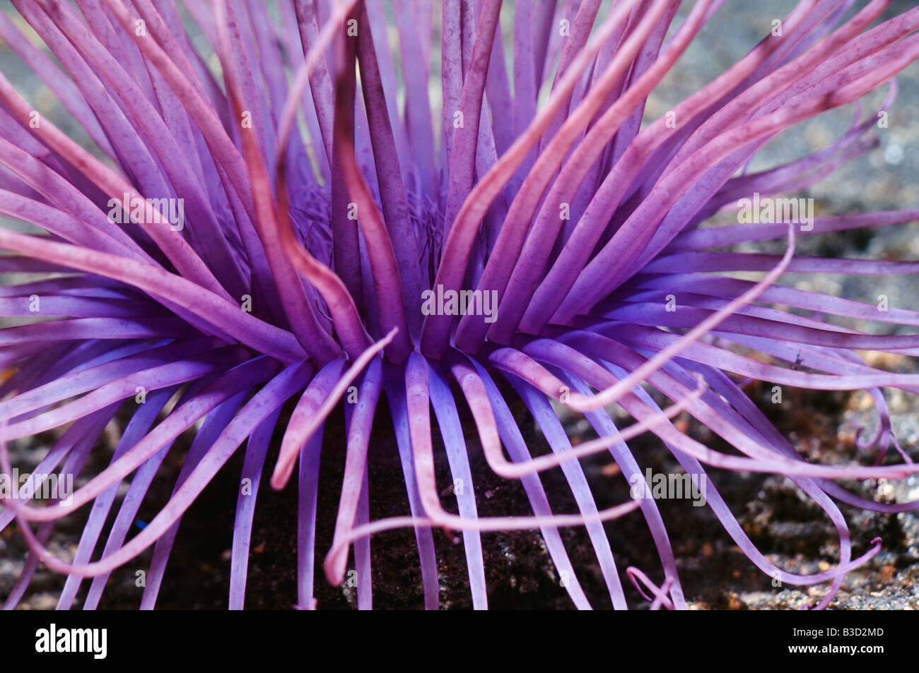 Tube anemone Cerianthid anemone Stock Photo - Alamy