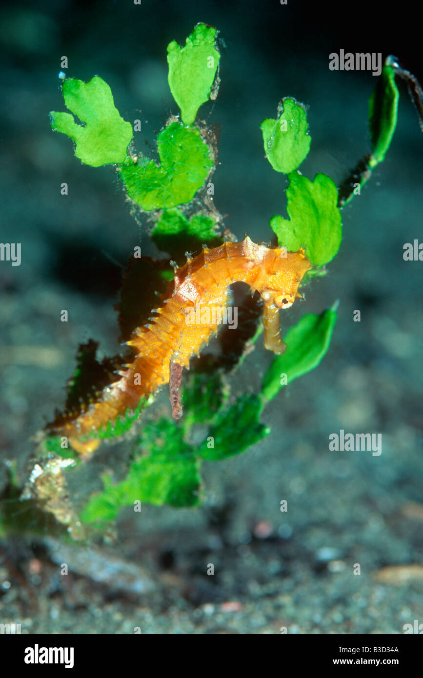 Thorny seahorse Hippocampus histrix Papua New Guinea Indo Pacific Stock Photo