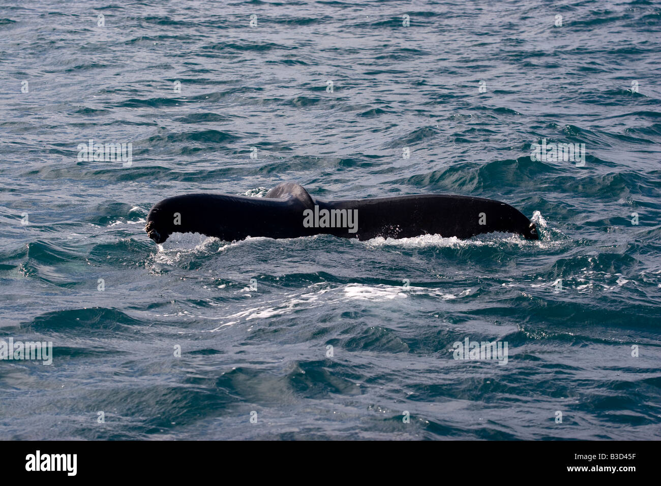 Humpback whale tail, Husavik, iceland Stock Photo - Alamy