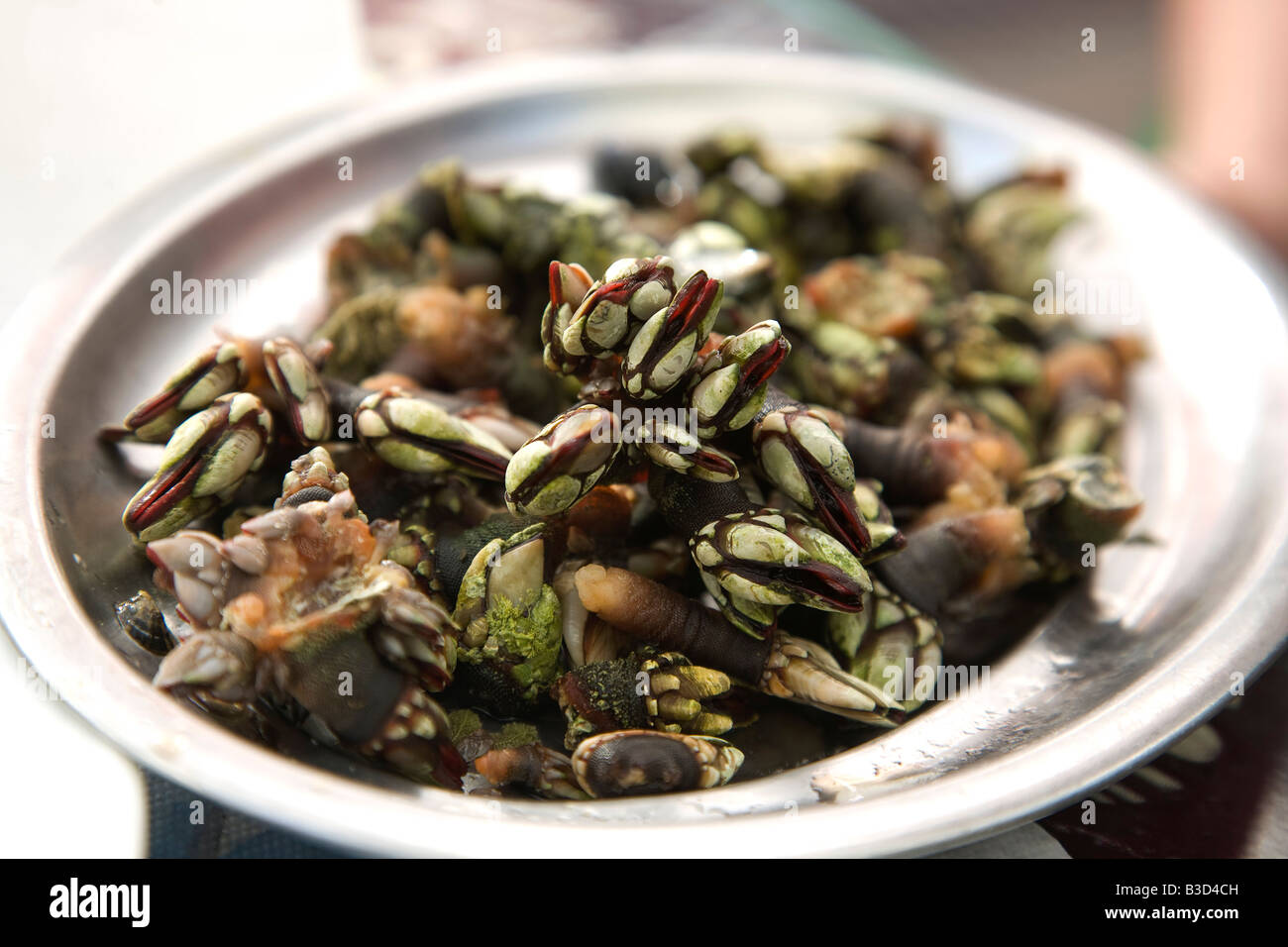 Detail view of a plate of percebes or gooseneck barnacle in Asturias