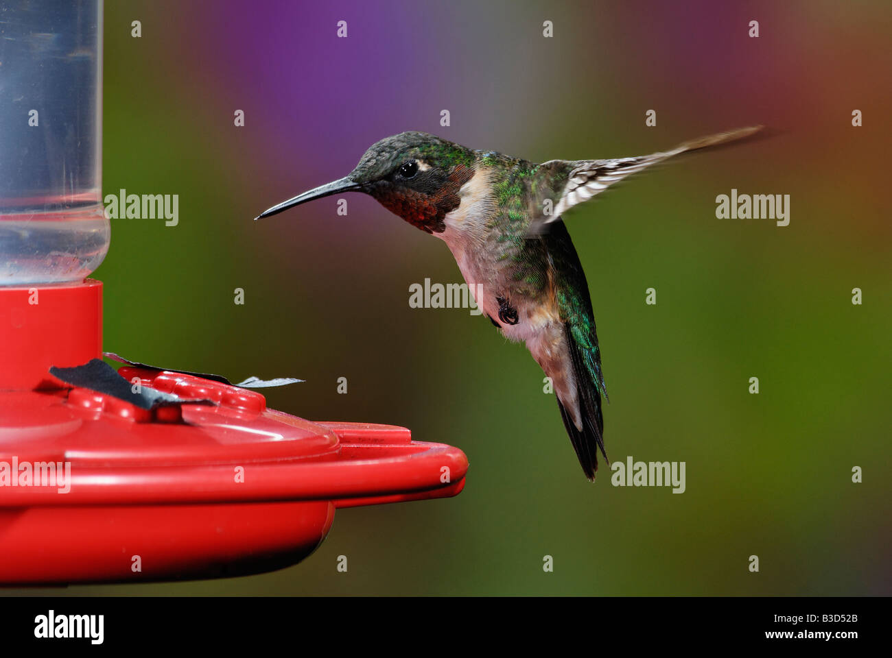 Ruby-throated Hummingbird Male Visiting a Feeder Stock Photo