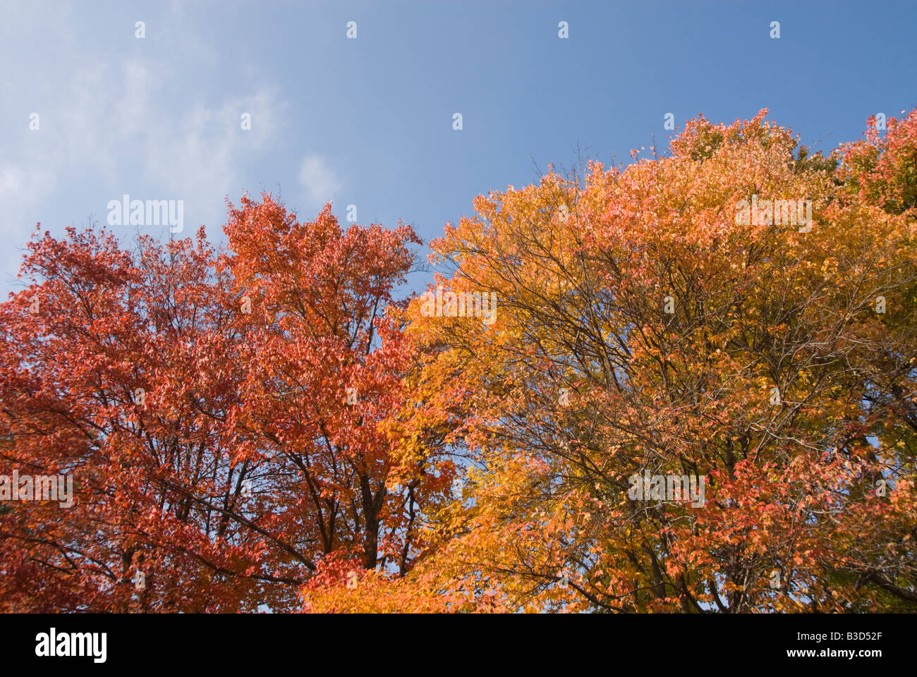Washington DC USA Fall color in Washington DC produced by the red maple