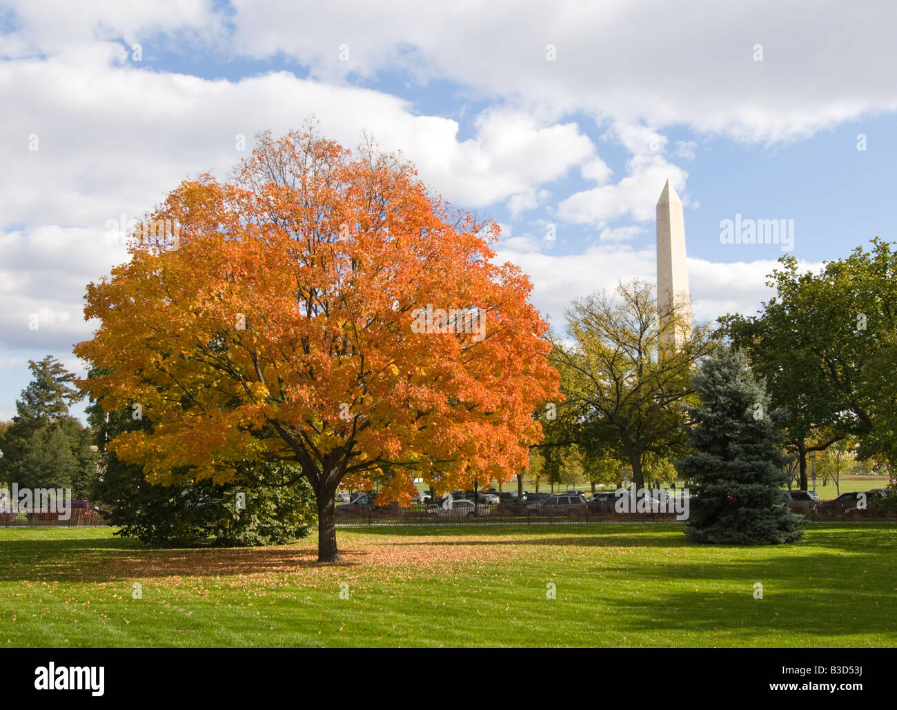 Washington DC USA Fall color in Washington DC with red maple tree
