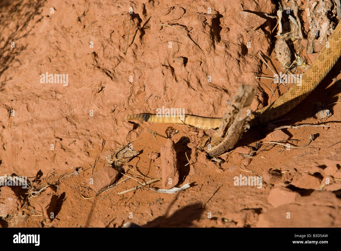 A rattlesnake in the desert Stock Photo