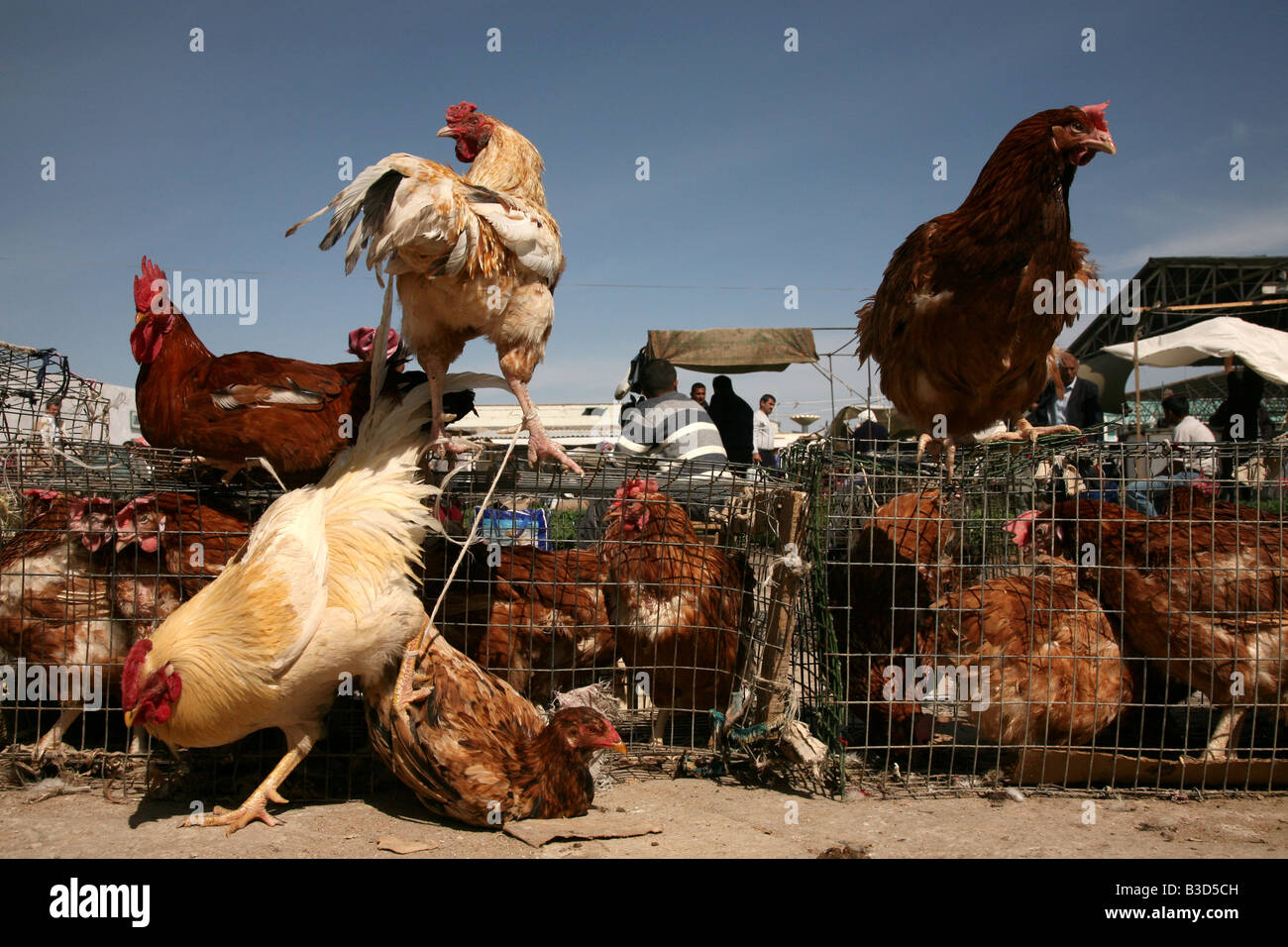 Poultry market in Urgench, Uzbekistan Stock Photo