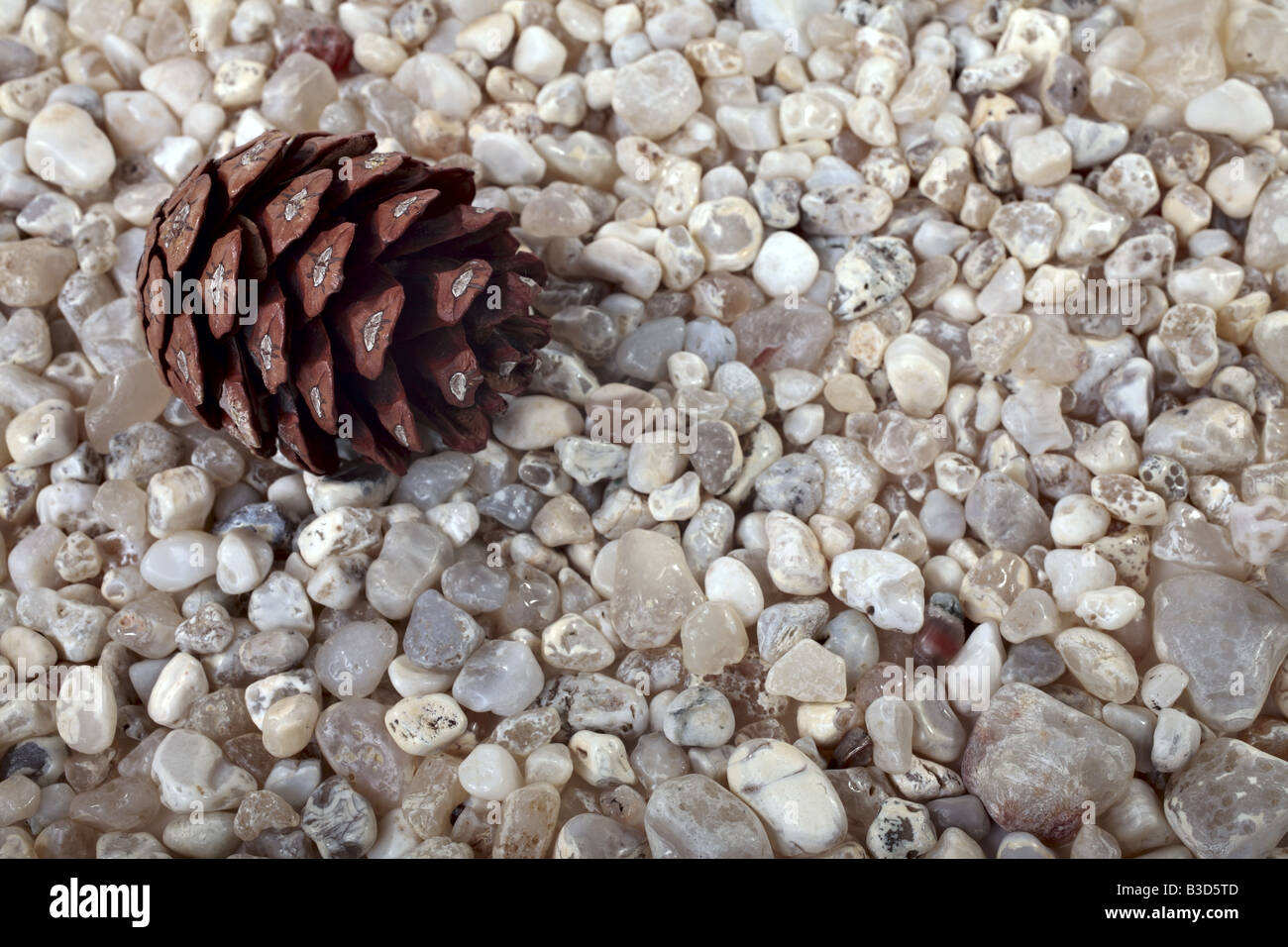 Cedar cone on black sea round stone. Background texture Stock Photo