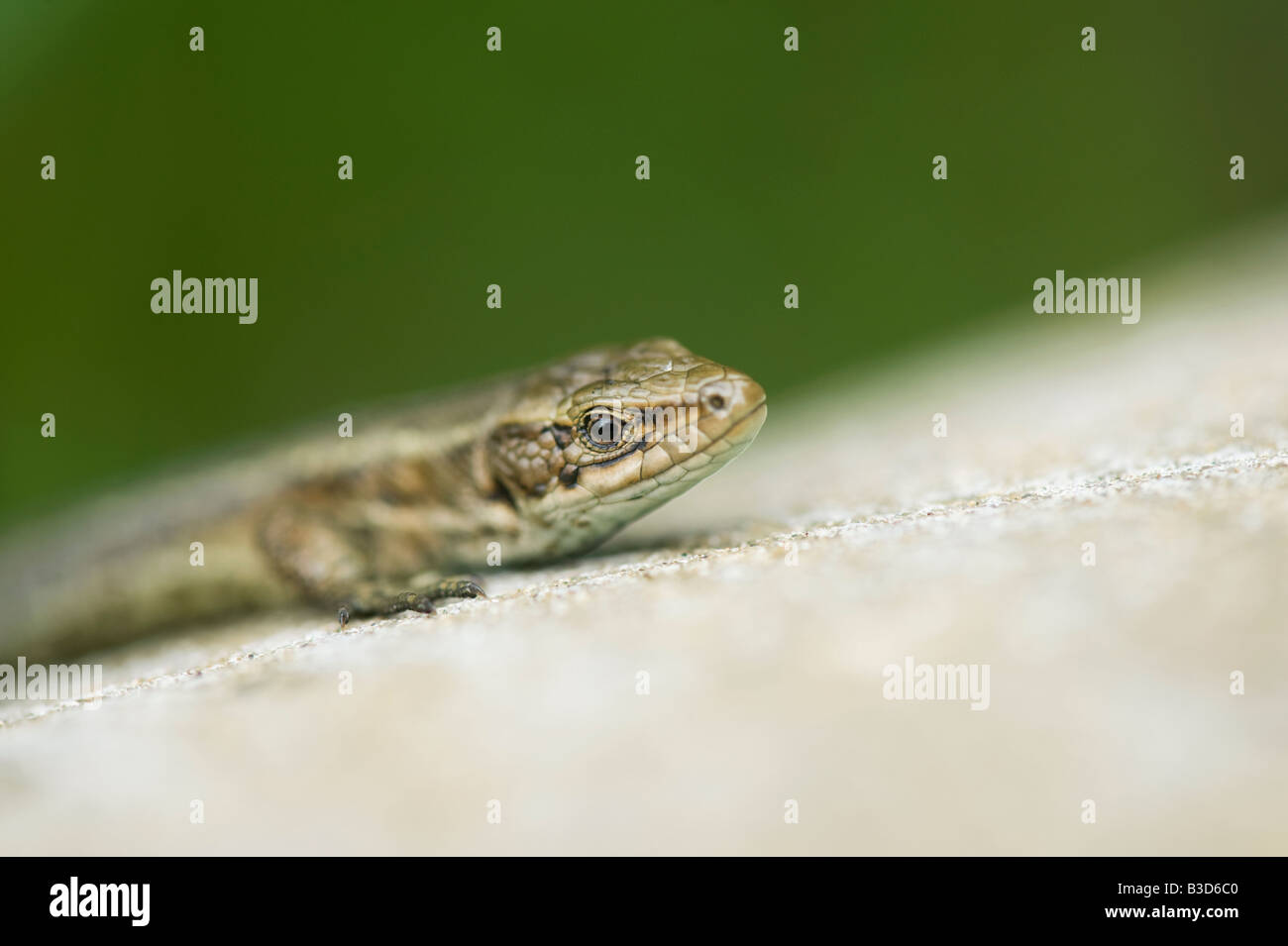 Zootoca vivipara. Common Lizard Stock Photo