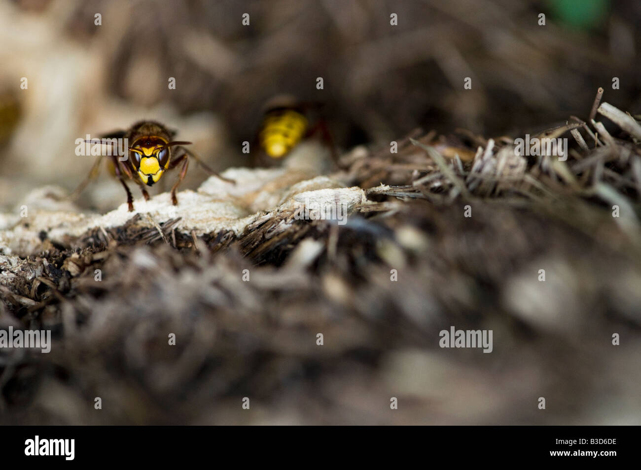 Vespa crabro. Hornet guarding its nest in between old bales of straw. UK Stock Photo
