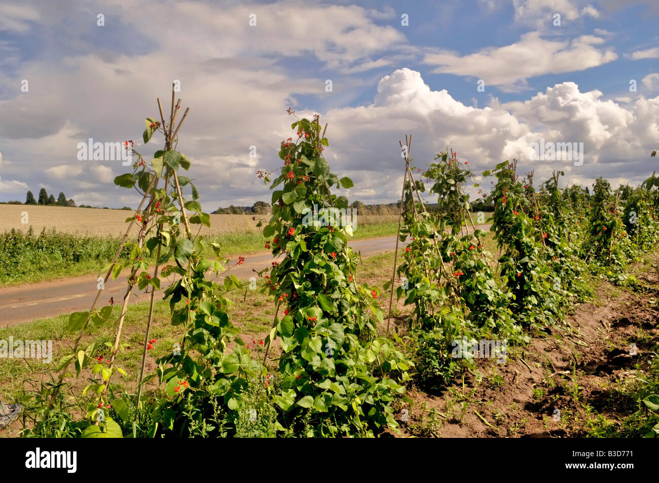 green kidney beans growing in a field Stock Photo Alamy
