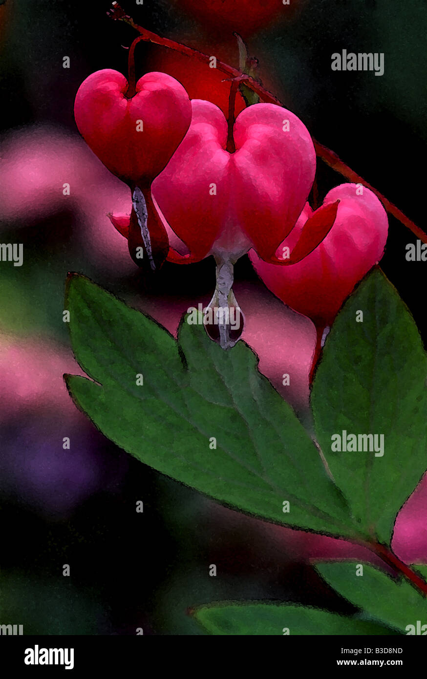 Bleeding heart Stock Photo