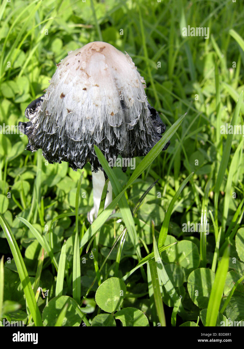Mushroom Shaggy Ink Cap Coprinus Comatus Stock Photo