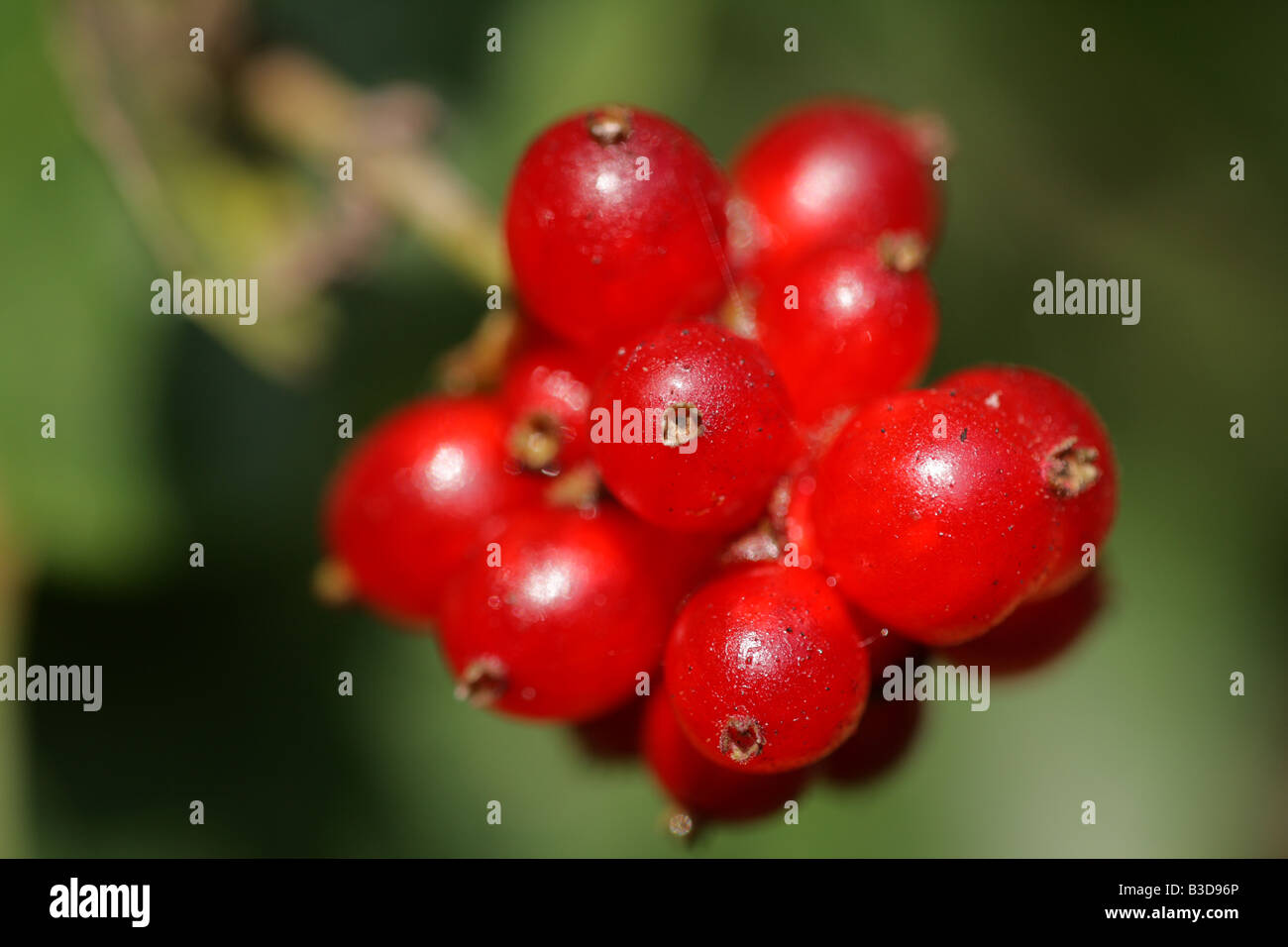 "Berries, honeysuckle Stock Photo Alamy