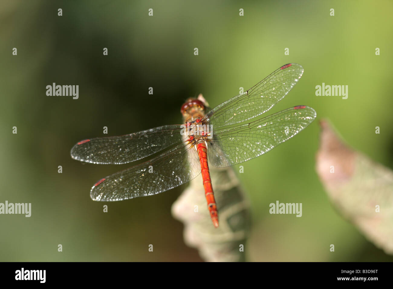Male Common Darter Dragonfly (Sympetrum striolatum) Stock Photo