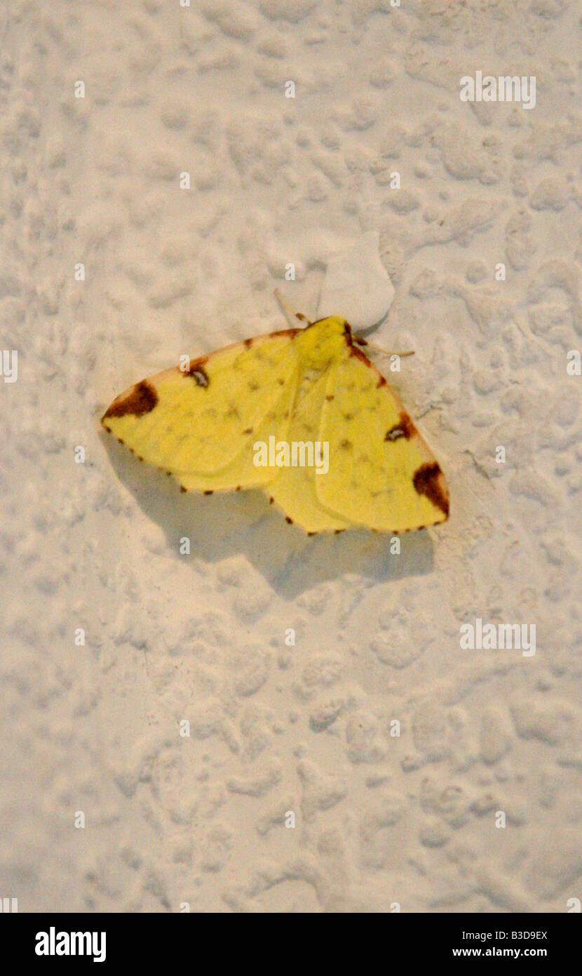 Brimstone Moth, Opisthograptis luteolata Stock Photo