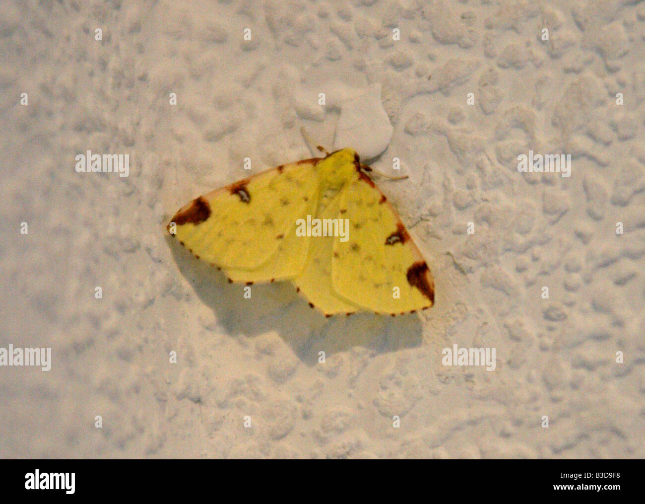 Brimstone Moth, Opisthograptis luteolata Stock Photo