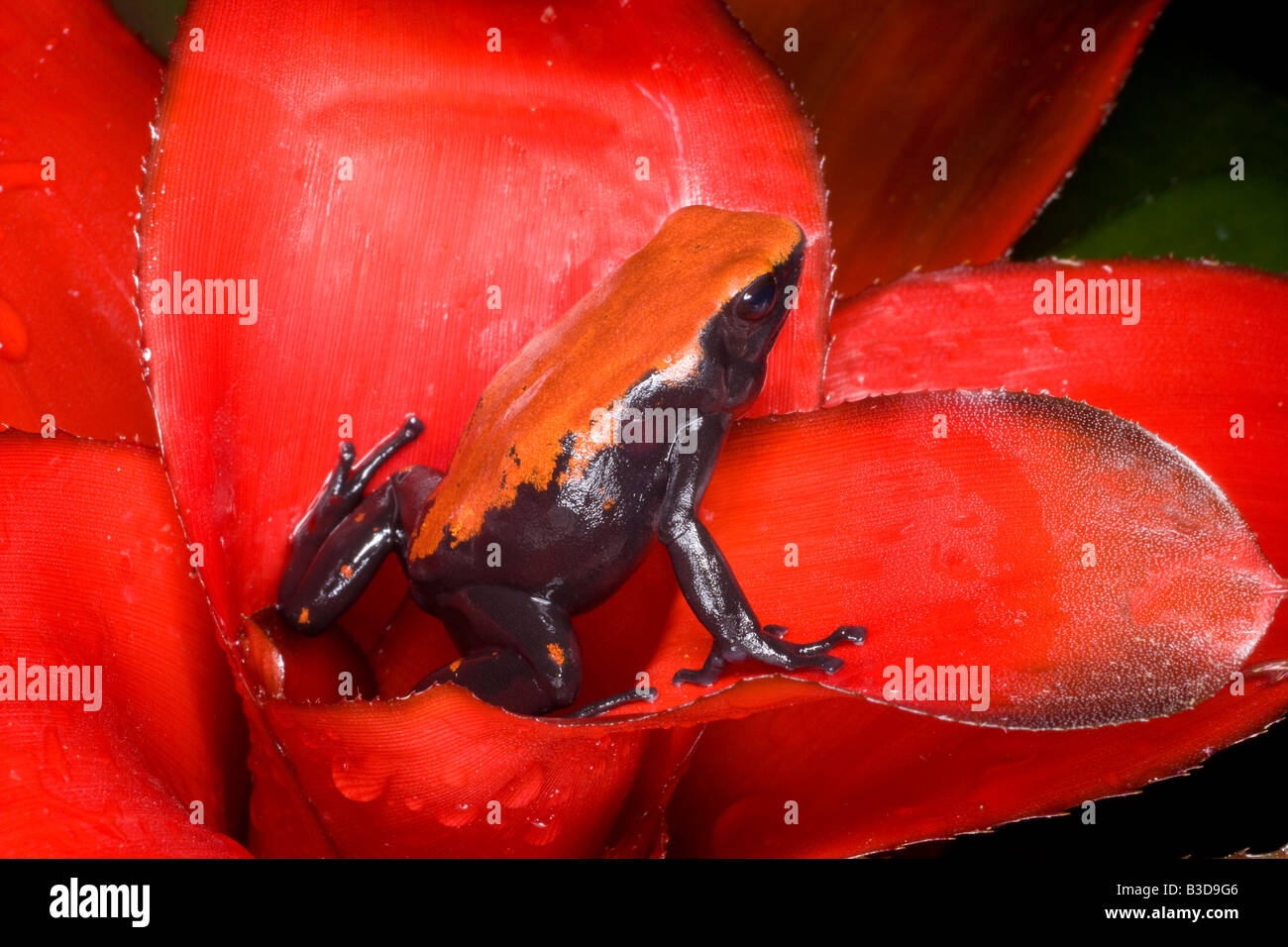 Poison dart frog (Dendrobates galactonotus), Brazil Stock Photo