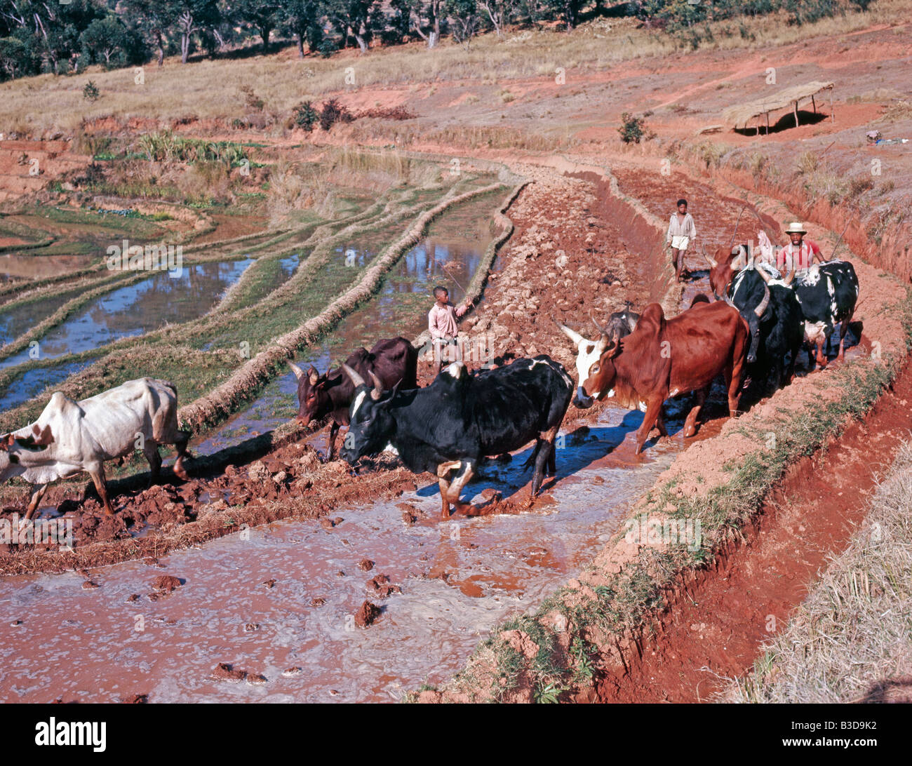 Betsileo people ploughing rice paddies South central highlands of MADAGASCAR foulage des rizieres par des zebus africa Agricultu Stock Photo